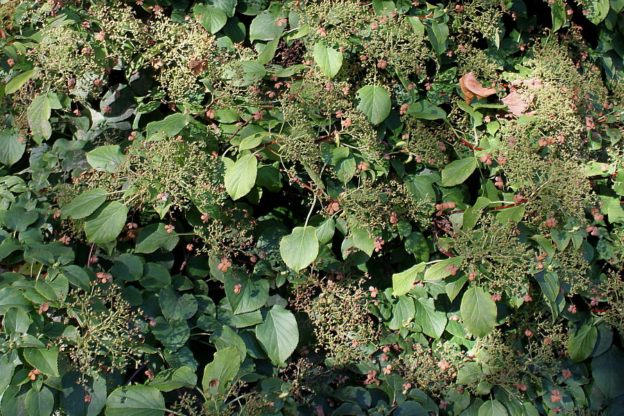 Изображение особи Hydrangea petiolaris.