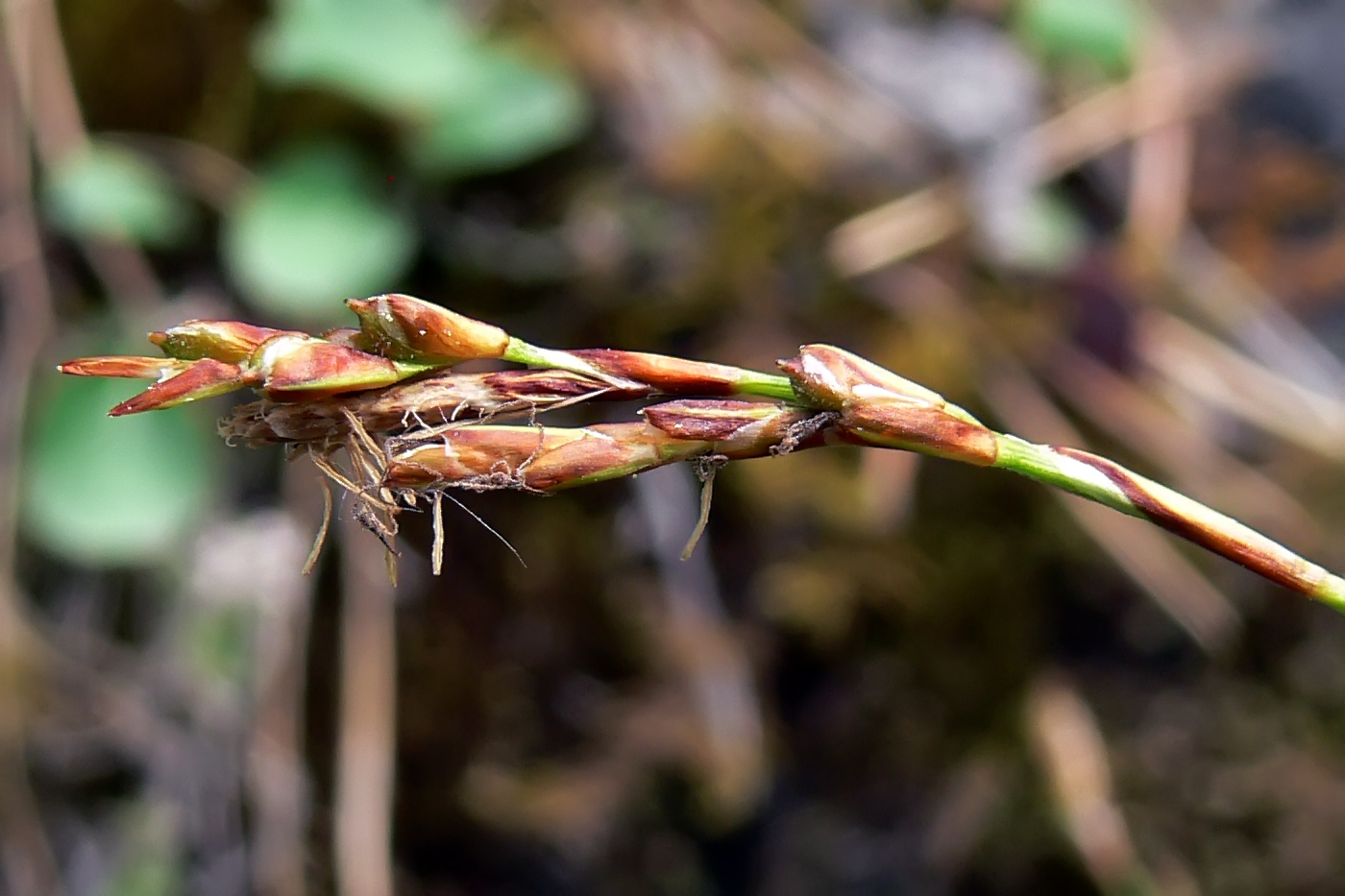 Изображение особи Carex digitata.