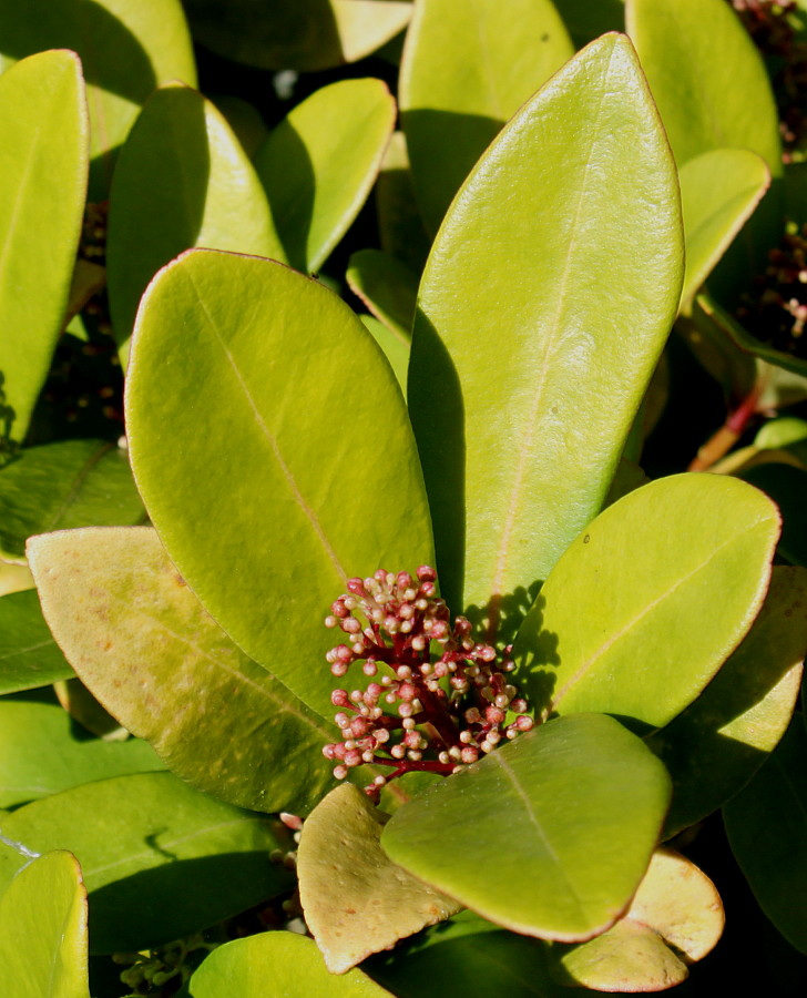 Image of Skimmia japonica specimen.