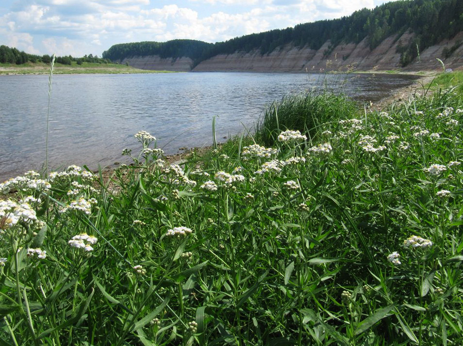 Image of Achillea ptarmica specimen.