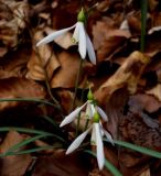 Galanthus nivalis