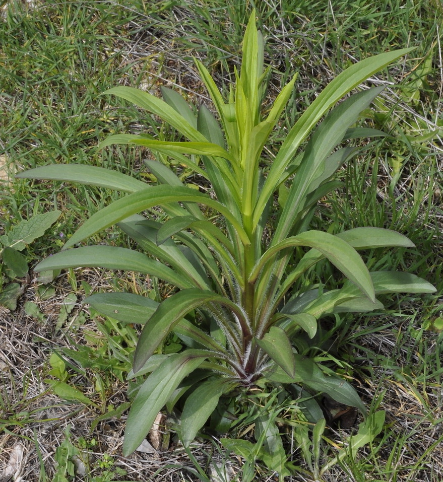 Изображение особи Digitalis lanata.