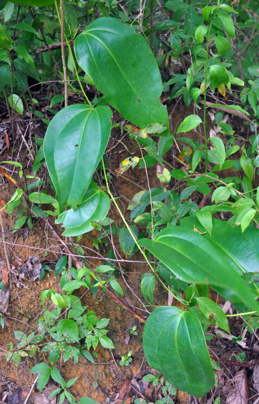 Изображение особи Smilax ovalifolia.