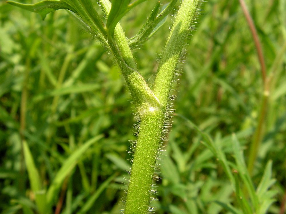 Image of genus Ranunculus specimen.