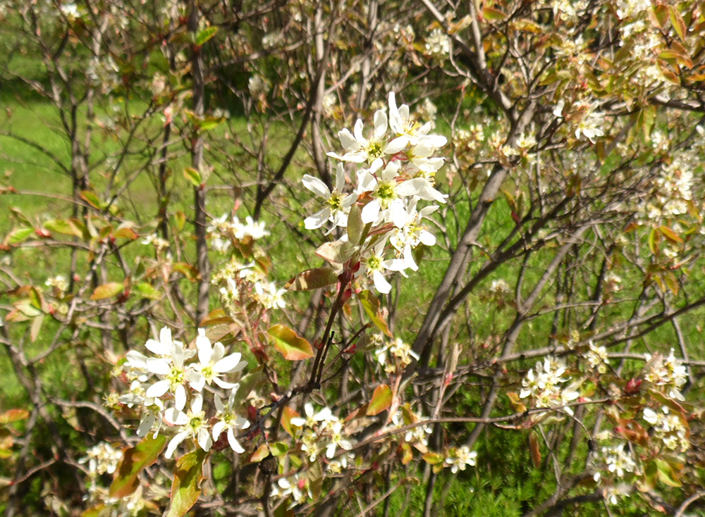 Image of genus Amelanchier specimen.