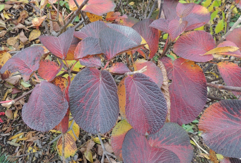 Image of Viburnum furcatum specimen.