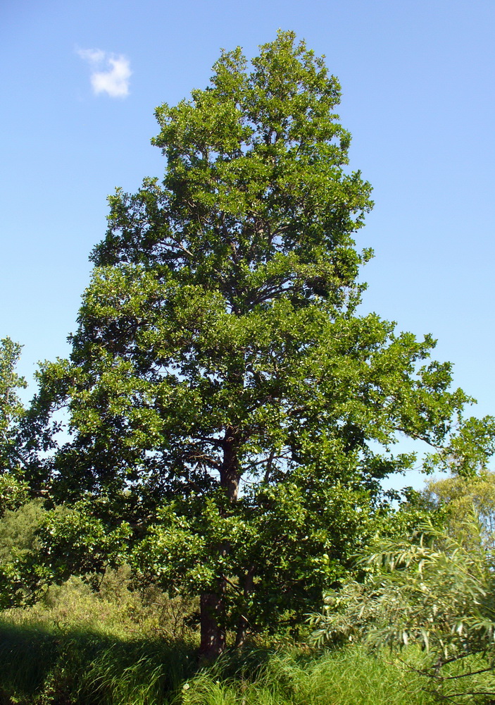 Image of Alnus glutinosa specimen.