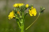 род Hieracium