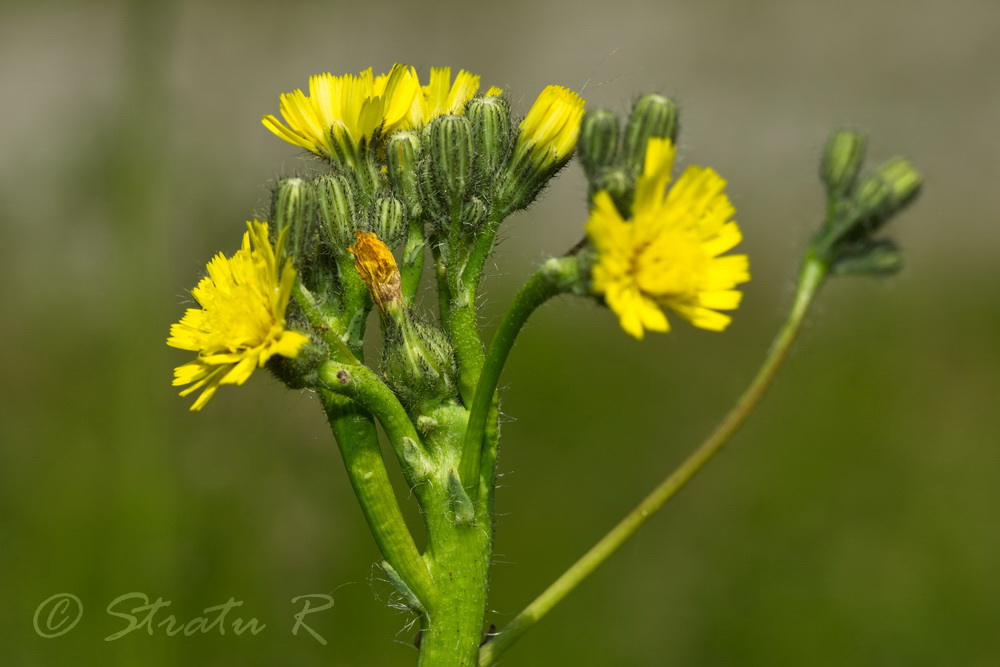 Изображение особи род Hieracium.