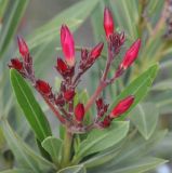 Nerium oleander