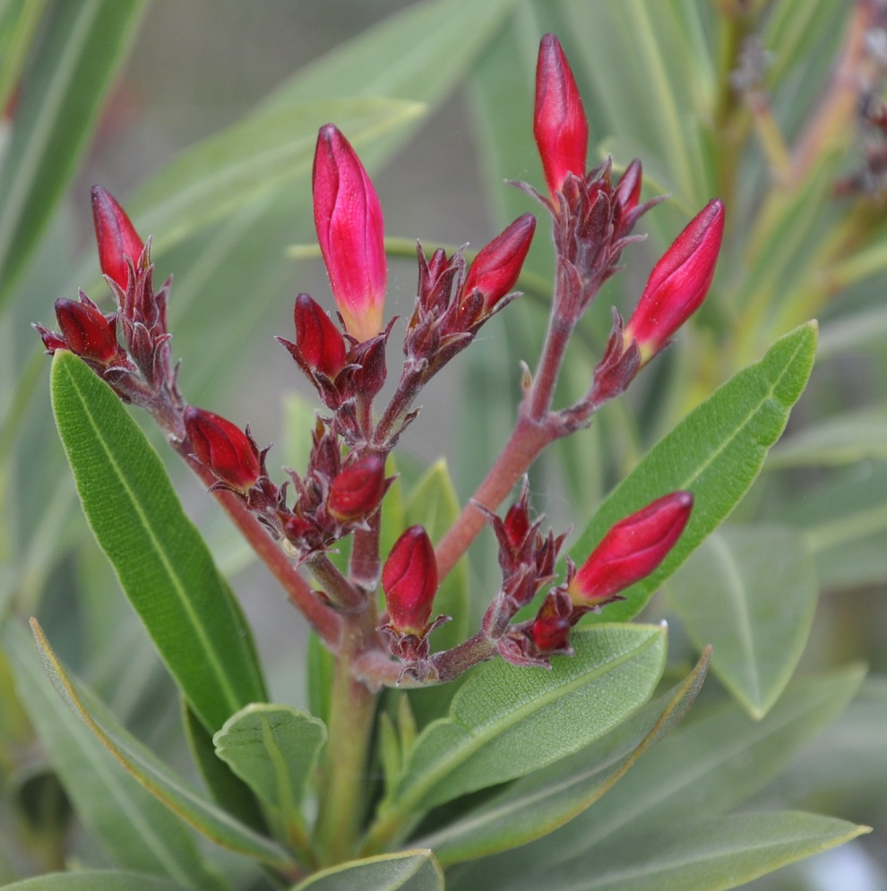 Изображение особи Nerium oleander.