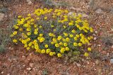 Anthemis monantha