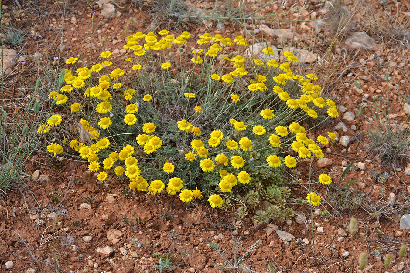 Изображение особи Anthemis monantha.