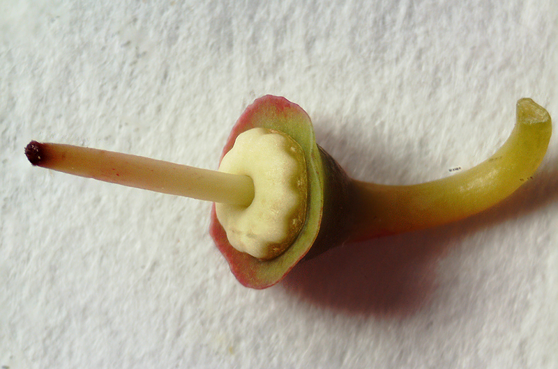 Image of Vaccinium myrtillus specimen.