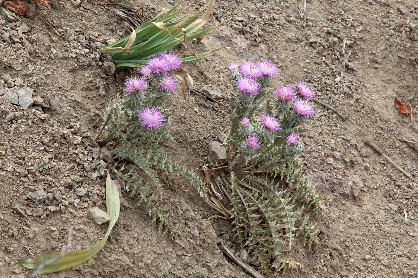 Image of Cousinia tianschanica specimen.