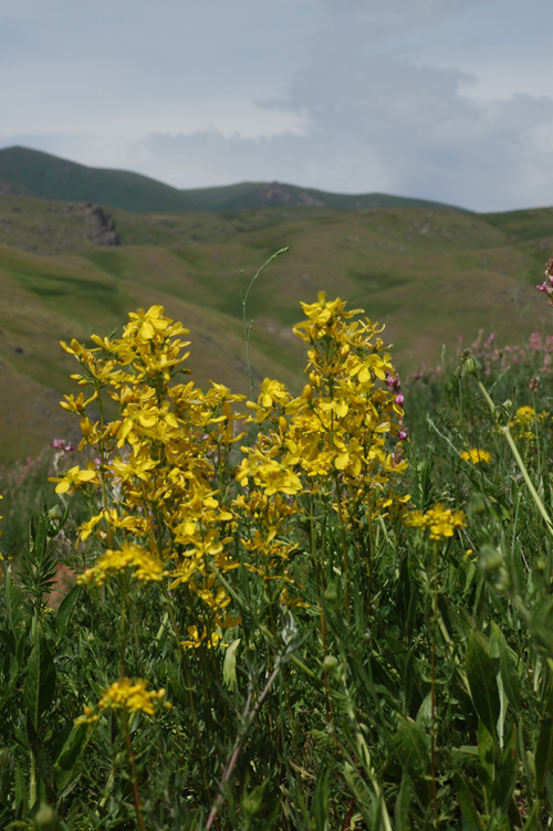 Изображение особи Hypericum elongatum.