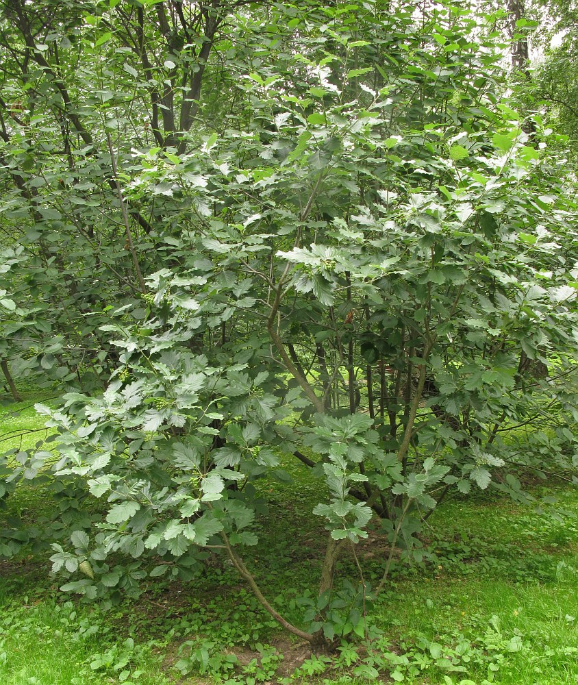 Image of Sorbus colchica specimen.