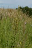 genus Verbascum. Верхушка цветущего растения. Украина, Харьковская обл., Великобурлукский р-н, окр. с. Нестеровка, склон балки со степной растительностью. 15 июля 2014 г.