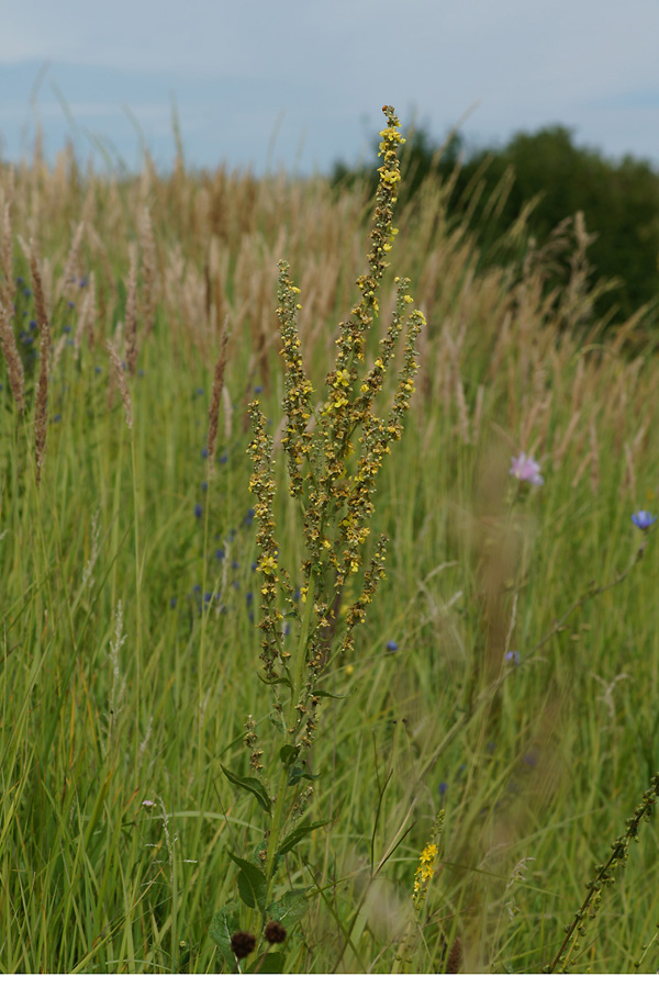 Image of genus Verbascum specimen.