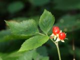 Rubus saxatilis