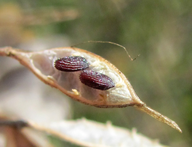 Image of Thlaspi arvense specimen.