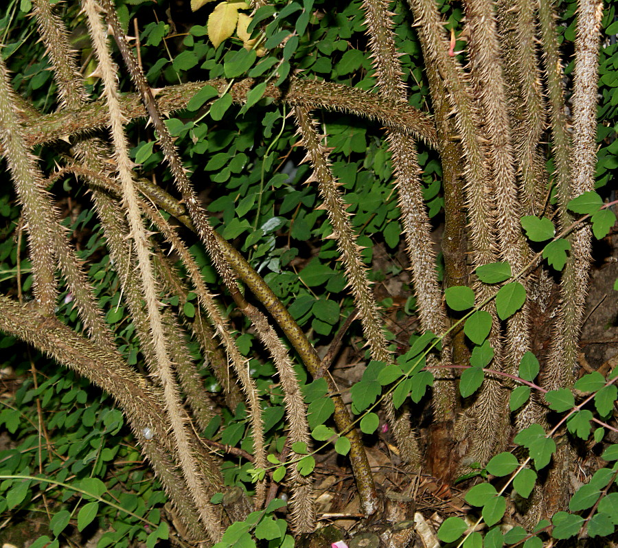 Image of Rosa villosa specimen.