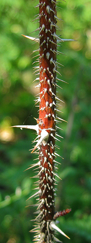 Image of Rosa cinnamomea specimen.