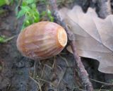 Image of taxon representative. Author is Владислав Григоренко