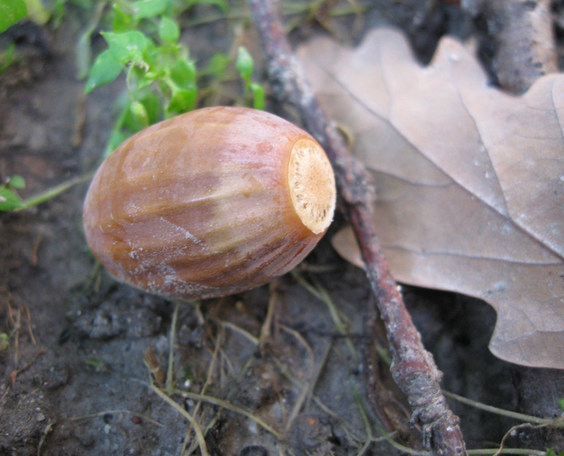 Изображение особи Quercus robur.