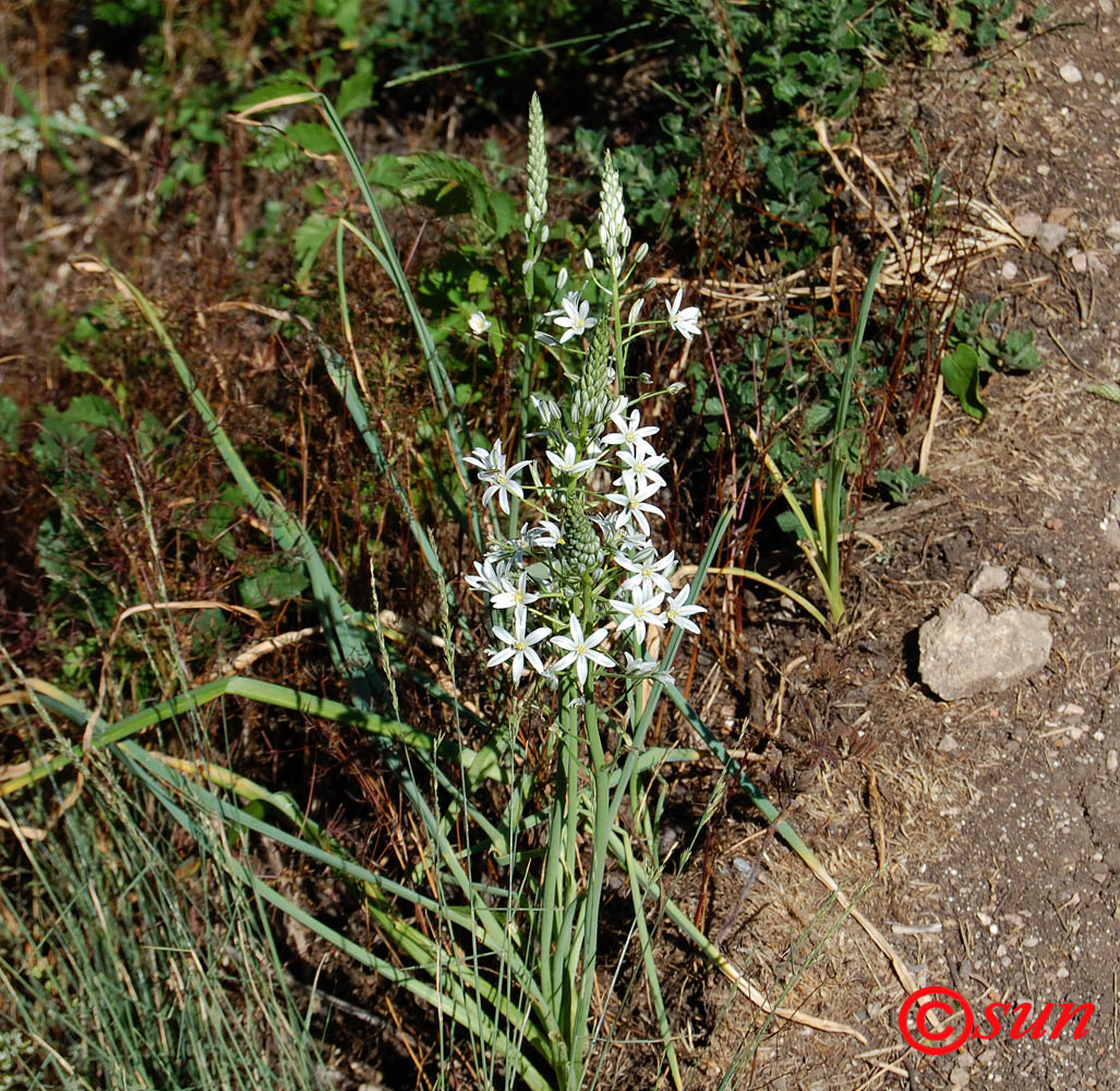 Изображение особи Ornithogalum ponticum.