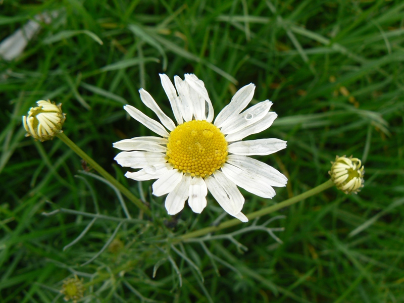 Image of Tripleurospermum inodorum specimen.