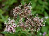 Eupatorium cannabinum