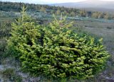 Abies sibirica. Вегетирующие растения в горной лесотундре. Республика Коми, Печоро-Илычский заповедник, хребет Мань-Пупунёр. 18.08.2014.