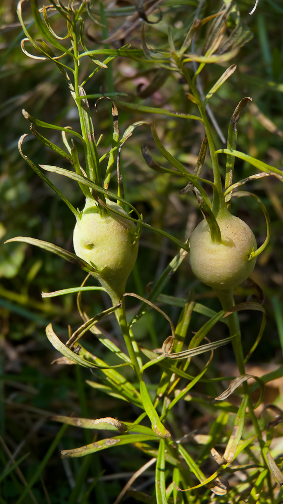 Изображение особи Linaria vulgaris.