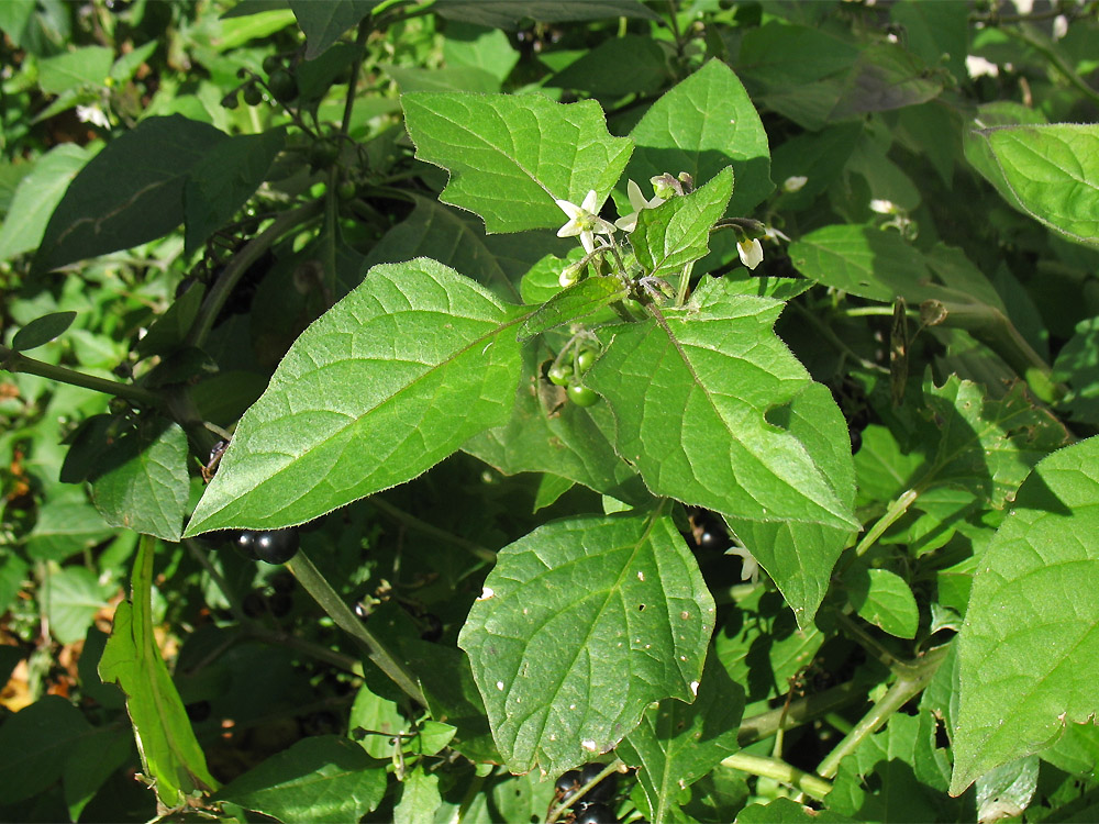 Image of Solanum nigrum ssp. schultesii specimen.