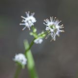 Sanicula europaea. Соцветие. Крым, Бахчисарайский р-н, пос. Куйбышево. 17.05.2014.l.