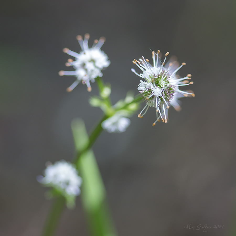 Изображение особи Sanicula europaea.