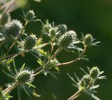 Eryngium planum. Верхушка растения с нераспустившимися соцветиями. Московская обл., Раменский р-н, окр. дер. Хрипань, садовый участок. 16.07.2014.