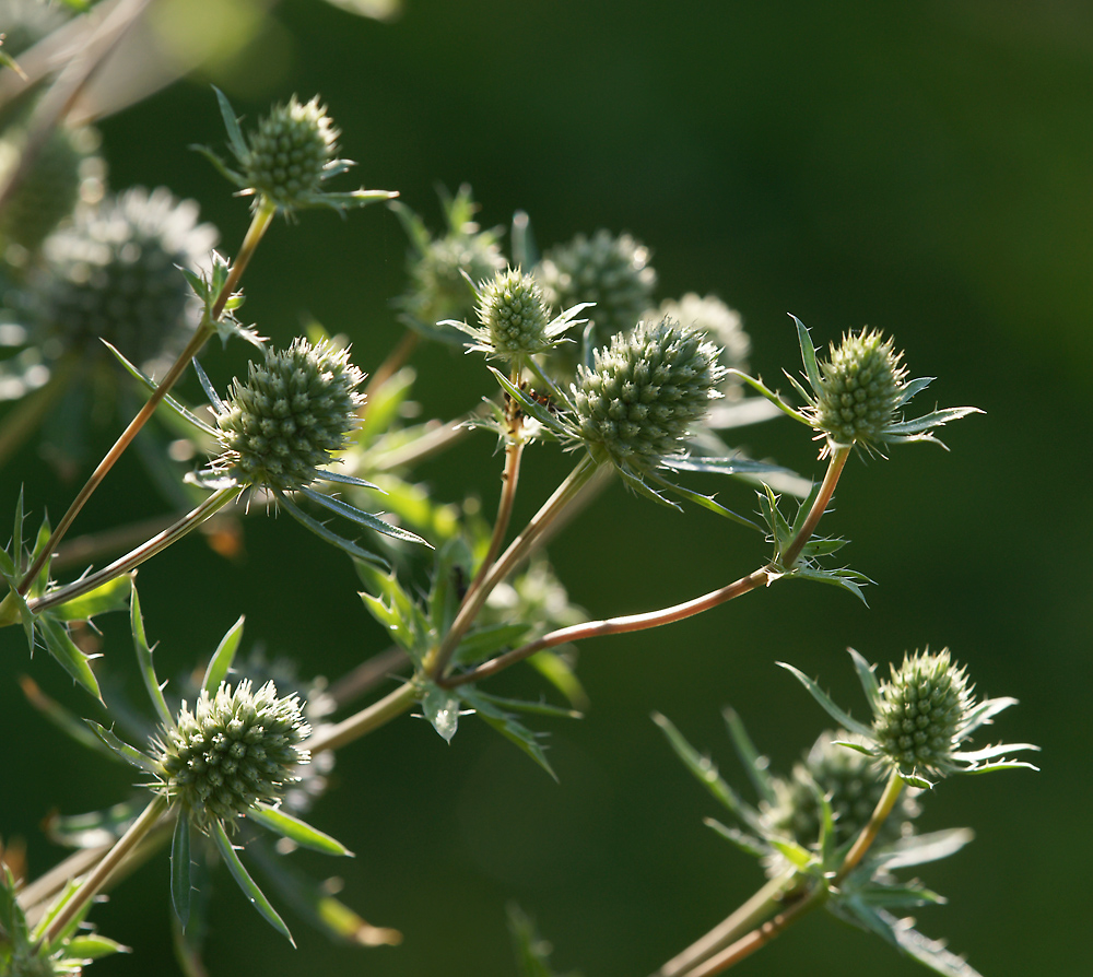 Image of Eryngium planum specimen.