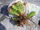 Rhodiola integrifolia. Выкопанное цветущее растение. Камчатский край.