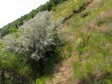 Elaeagnus angustifolia