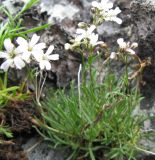 Gypsophila uralensis