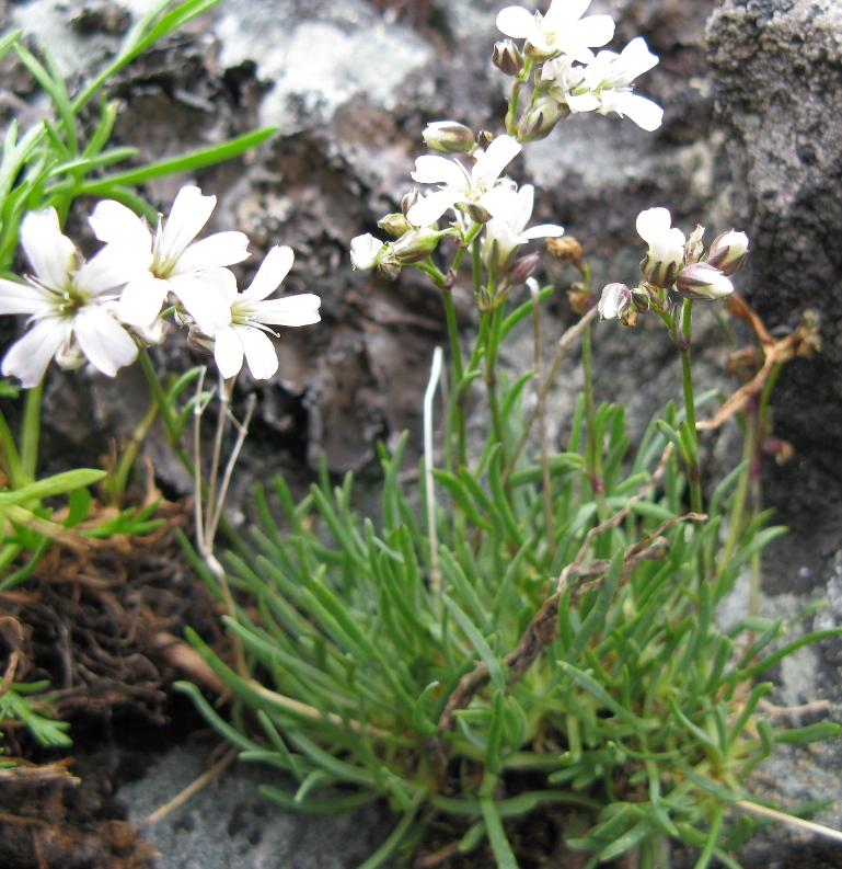 Изображение особи Gypsophila uralensis.