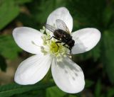 Anemone baicalensis подвид occidentali-sajanensis. Цветок с опылителем-мухой. Красноярский край, Ермаковский р-н, парк \"Ергаки\", окр. Полки, поляна в горно-черневом лесу. 10.06.2009.