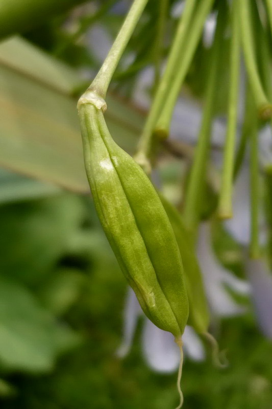 Image of Agapanthus africanus specimen.