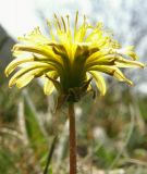 Taraxacum thracicum