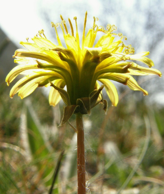 Изображение особи Taraxacum thracicum.