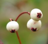 Sorbus koehneana