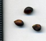 Euonymus europaeus