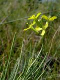 Erysimum canescens